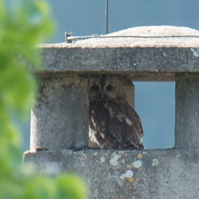 Waldkauz unter dem Kaminhut