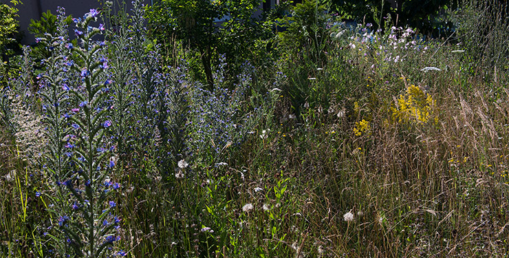 Gemähte Wege im Blumenrasen