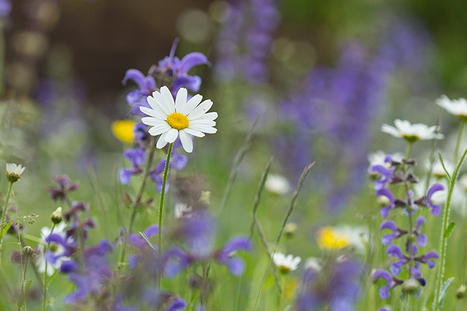 Margeriten und Wiesensalbei