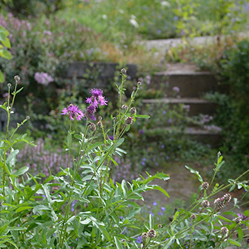 Skabiosenflockenblume bei der Gartentreppe