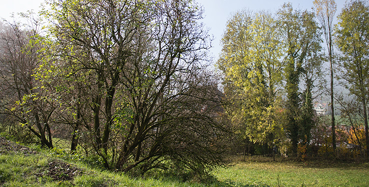 Heckensträucher mit Herbstlaub