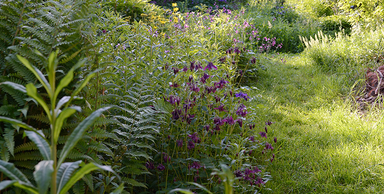 70 cm hohe Hochstaudenflur mit violetten Blüten