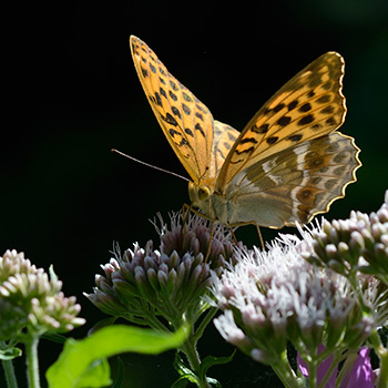 grosser Orangefarbener Schmetterling