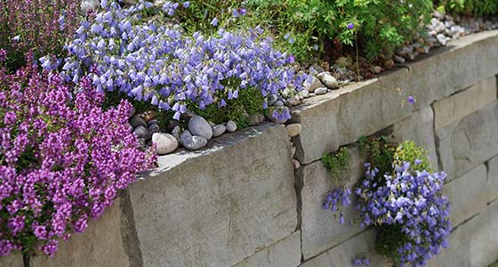 niedliche Glockenblume in und auf der Mauer