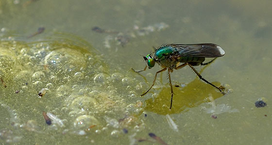 Raubfliege grün-blau