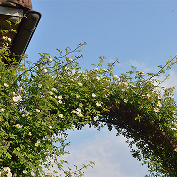 Feldrose mit vielen weissen Blüten