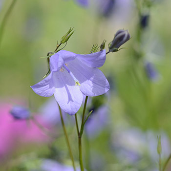 Blüte der Rundblättrigen Glockenblume