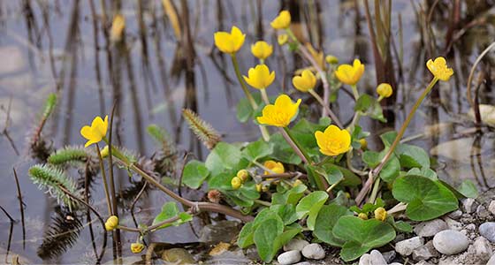 Sumpfdotterblumen und Tannenwedel