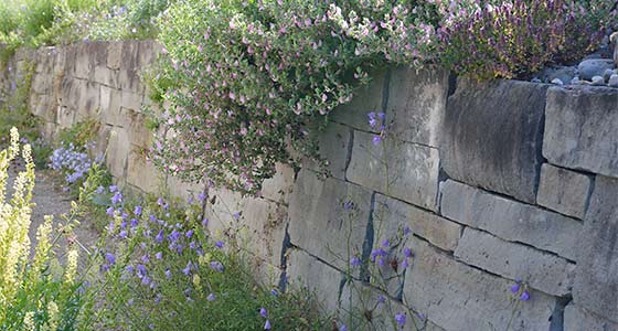 Mauerkrone und -Fuss mit Wildpflanzen